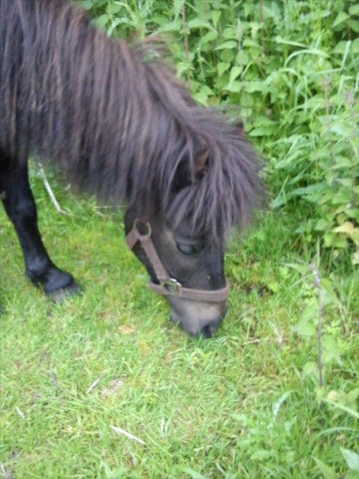 Shetlænder Tulle (min egen) billede 12