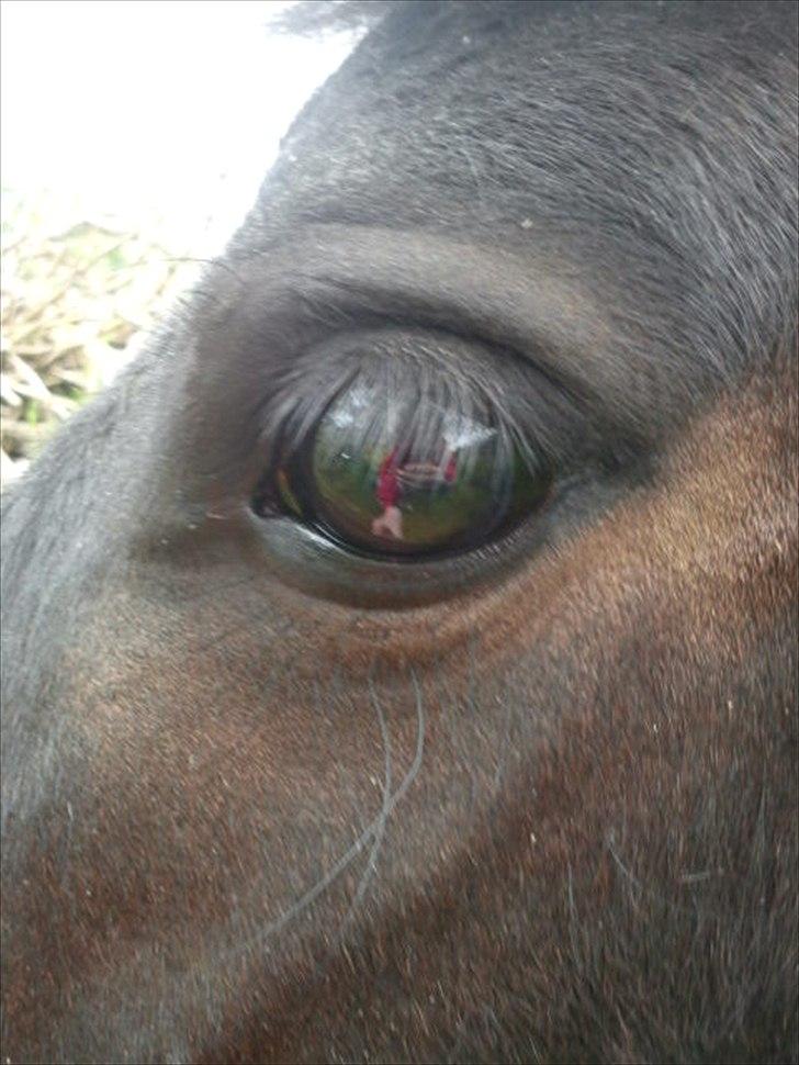 Shetlænder Tulle (min egen) billede 13