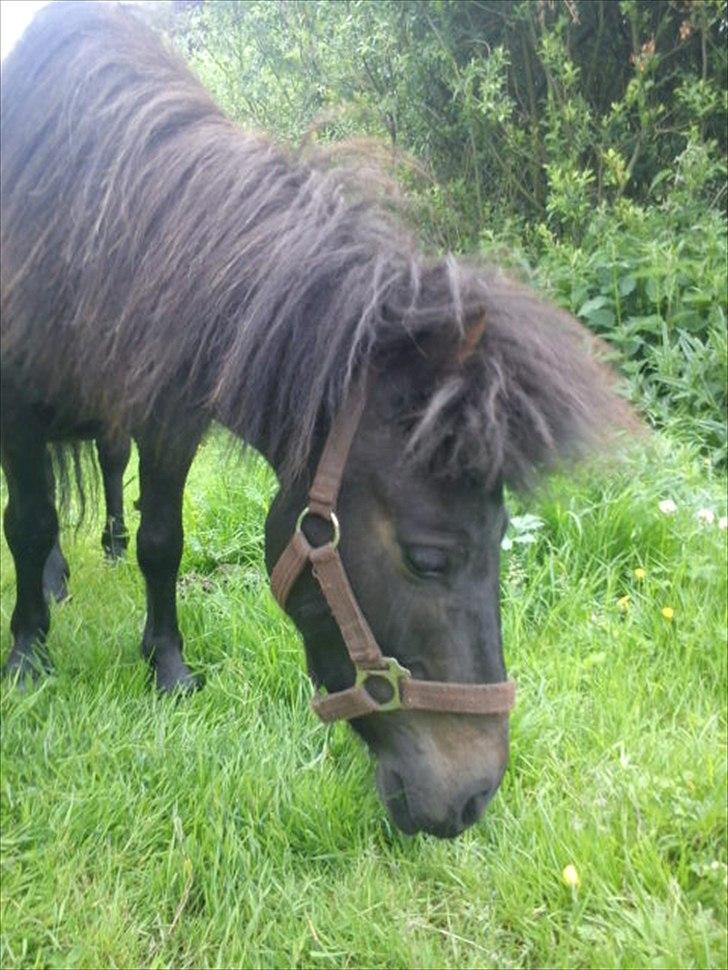 Shetlænder Tulle (min egen) billede 14