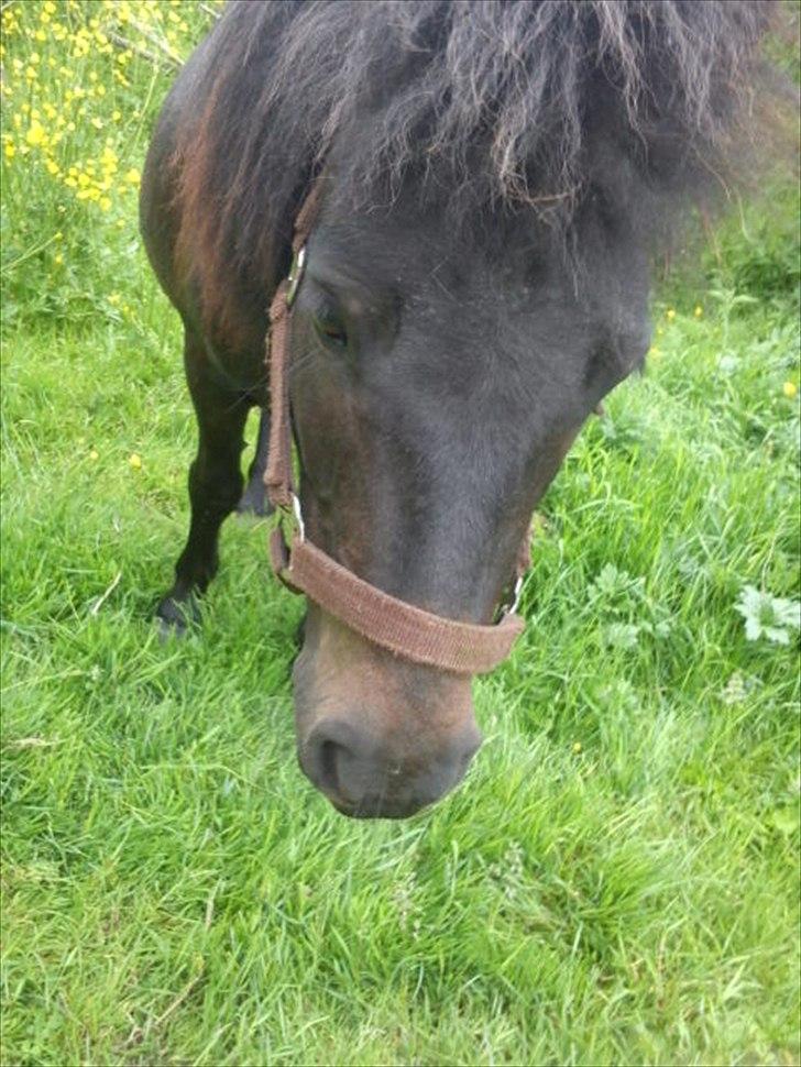 Shetlænder Tulle (min egen) billede 15