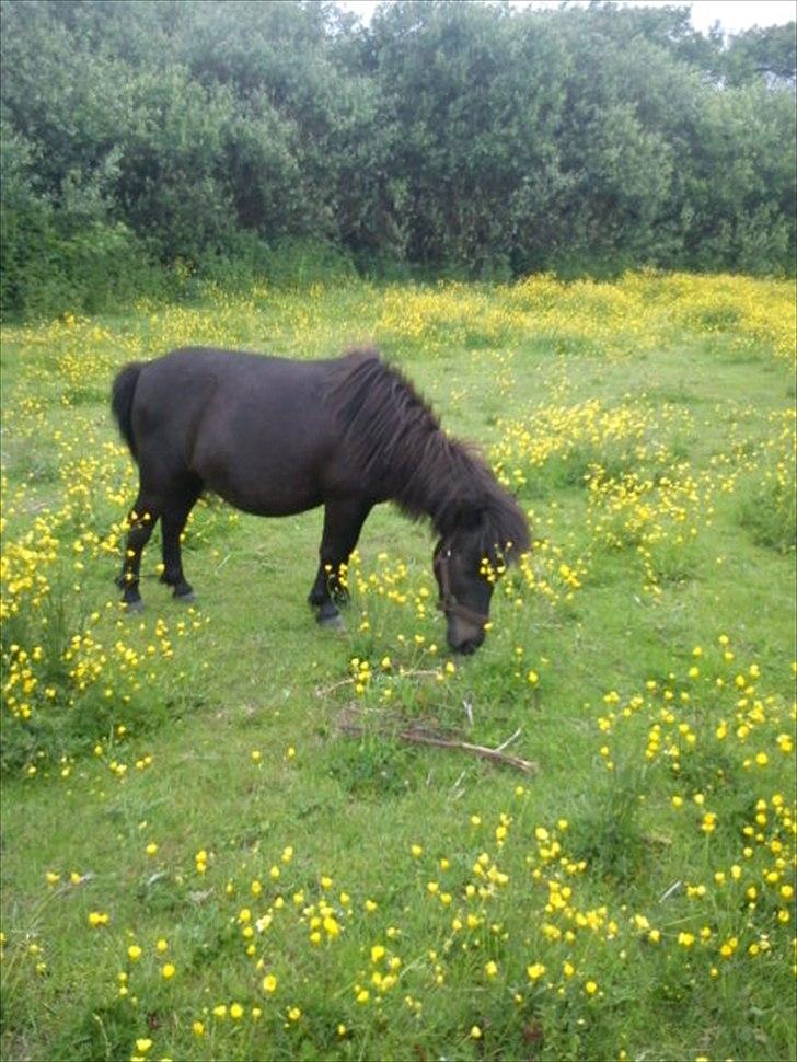 Shetlænder Tulle (min egen) billede 16