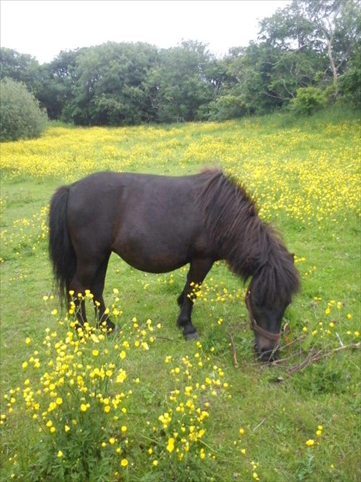 Shetlænder Tulle (min egen) billede 17
