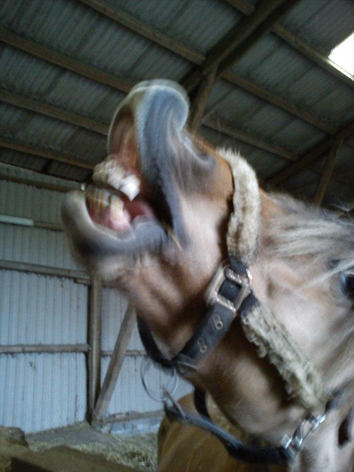 Anden særlig race Smilla billede 19