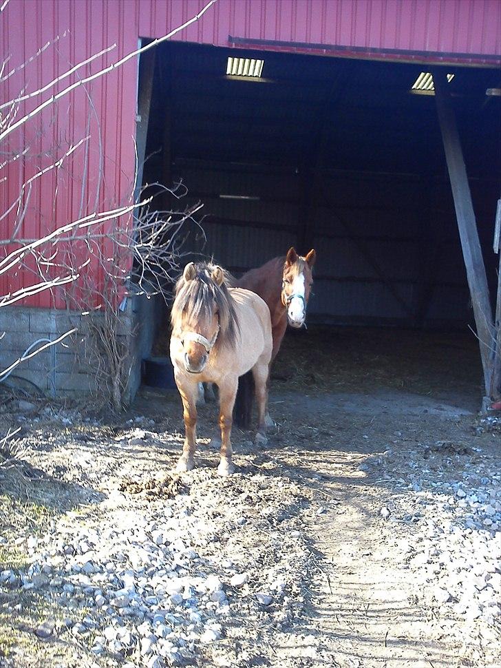 Anden særlig race Smilla billede 20