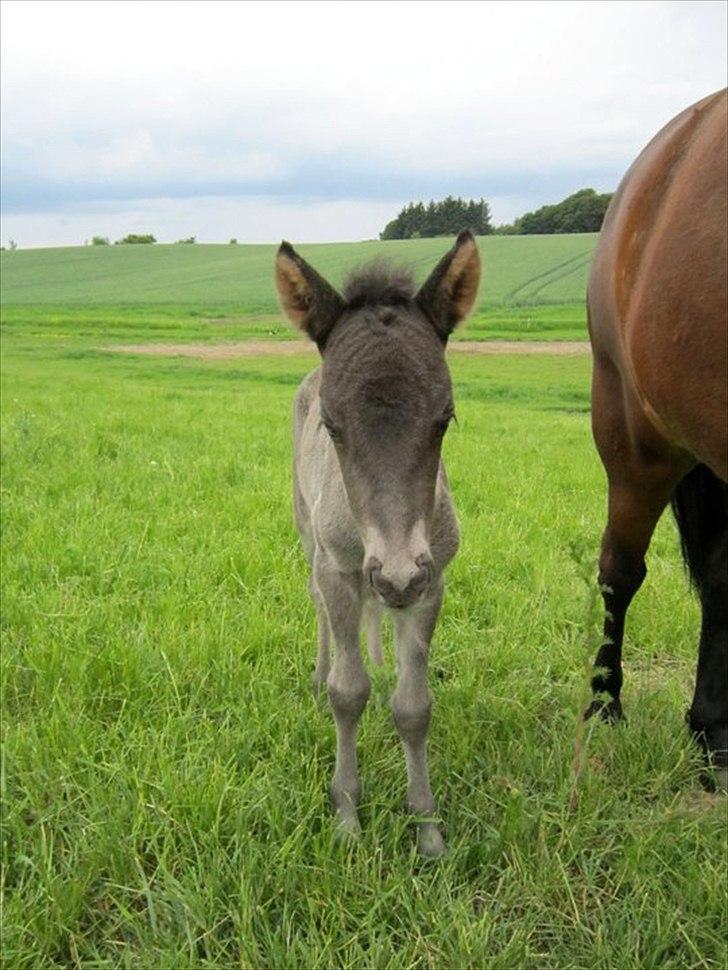 Islænder Dúfa fra Tyrvoldsdal billede 1