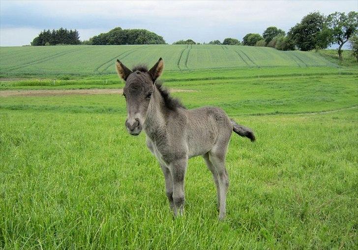 Islænder Dúfa fra Tyrvoldsdal billede 2
