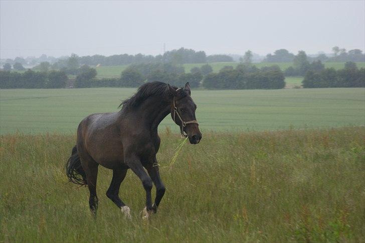 Dansk Varmblod A Romanze(Roma) - Roma på græs første gnag juni 2011 :) dyret laver lige en flot hals :D billede 12