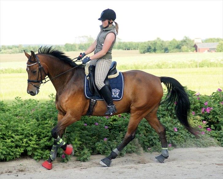 Dansk Varmblod Leuth Of Atlantic - Undervisning Juni 2011 :) Foto: Kristine Ulsø Olsen :) billede 9