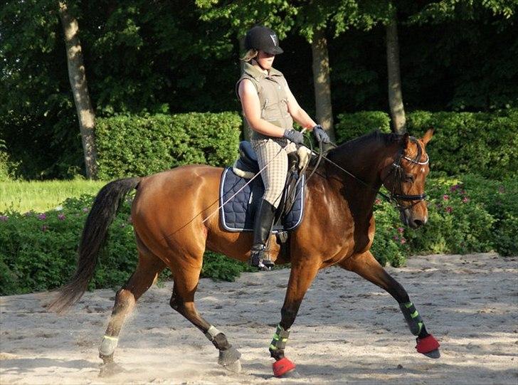 Dansk Varmblod Leuth Of Atlantic - Undervisning Juni 2011 :) Foto: Kristine Ulsø Olsen :) billede 10