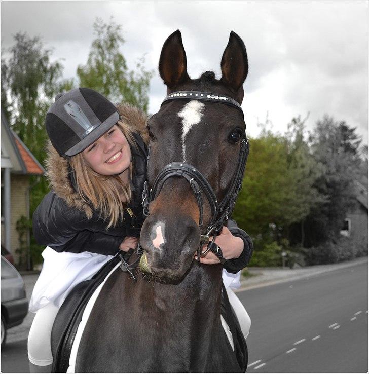 Welsh Cob (sec D) TECNO the WINNER billede 9