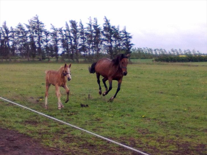 Palomino Golden Lobell R.I.P billede 13