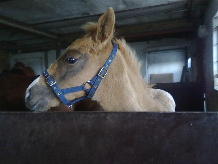 Palomino Golden Lobell R.I.P - er taget 2 dage føe han blev aflivet billede 14