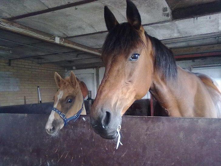Palomino Golden Lobell R.I.P - også taget 2 dage før han blev aflivet billede 15