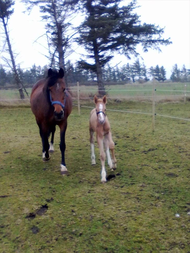 Palomino Golden Lobell R.I.P billede 16