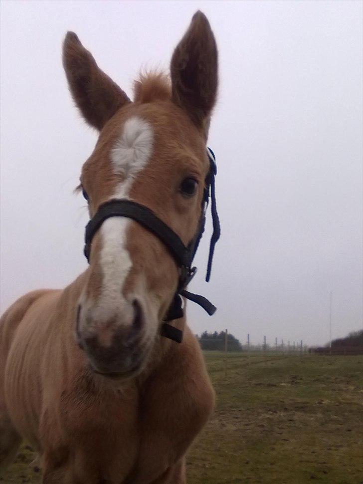 Palomino Golden Lobell R.I.P billede 17