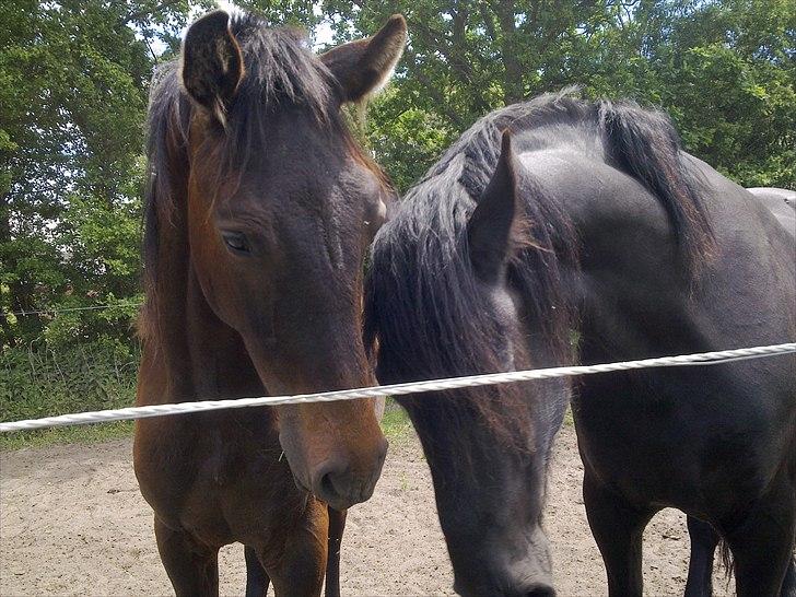 Frieser Mayse.<3 - Amadeus & Mayse <3. billede 3