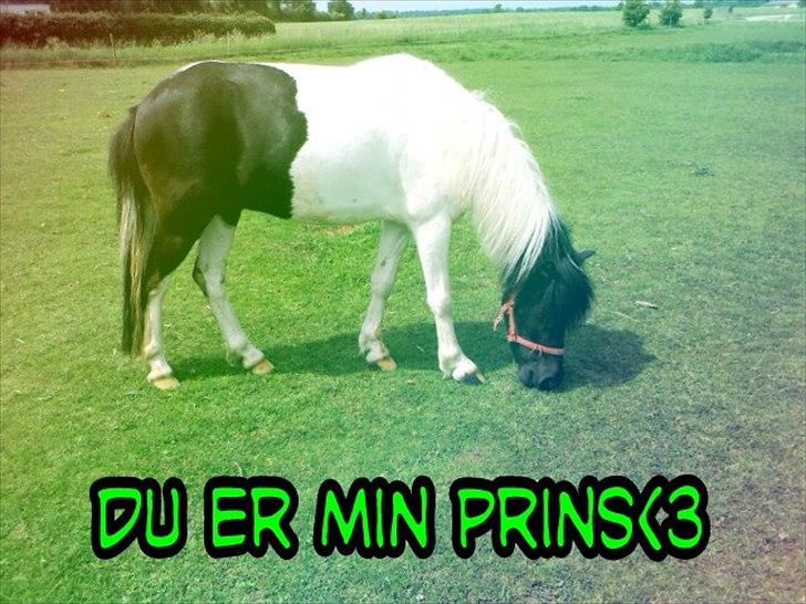 Anden særlig race Czami<3 - Prins<3 billede 13