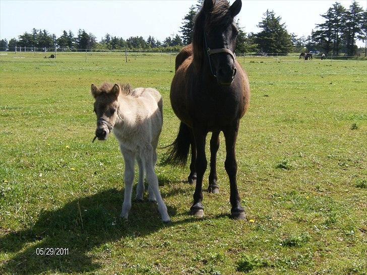 Islænder Nanna fra Sjørslev - nanna og hendes baby billede 12