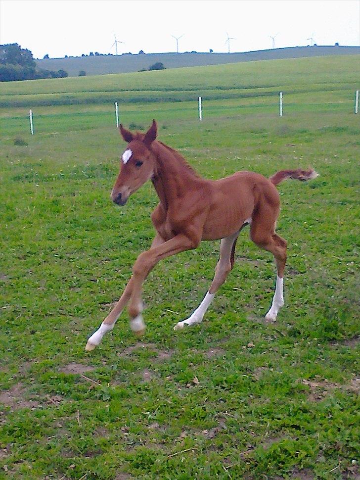 Dansk Varmblod Hjortkjærs Mirelle billede 13