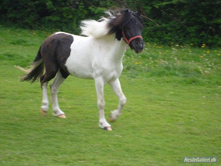 Anden særlig race Czami<3 - Er han ikke køn?<3:):* billede 18