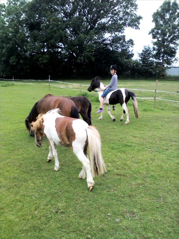 Anden særlig race Czami<3 - Czami sammen med sine 3 kamerater.<3 billede 19