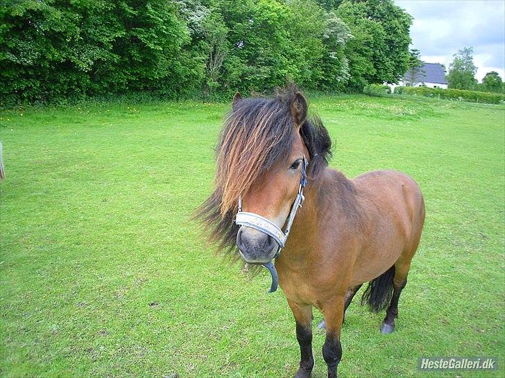 Shetlænder Candy<3 billede 2