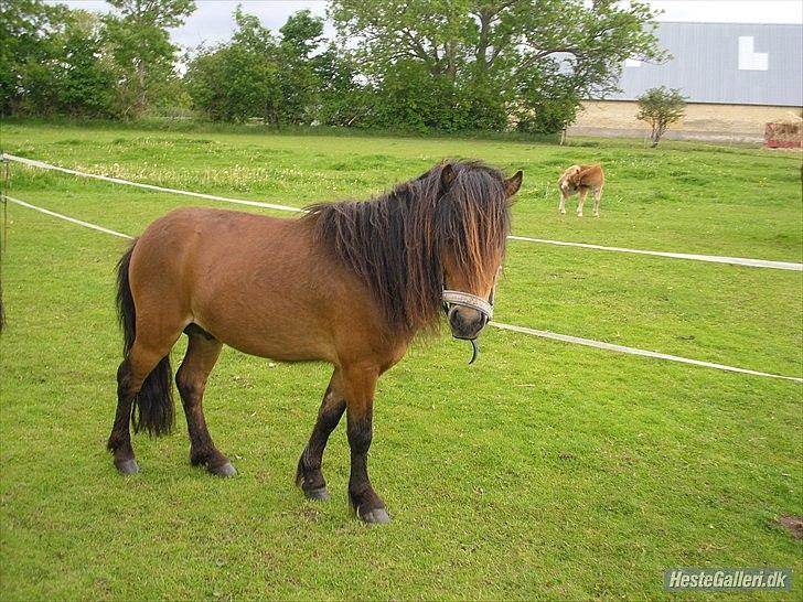 Shetlænder Candy<3 billede 3