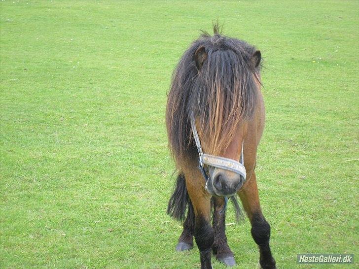 Shetlænder Candy<3 billede 4