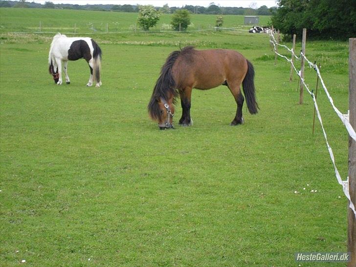 Shetlænder Candy<3 billede 5