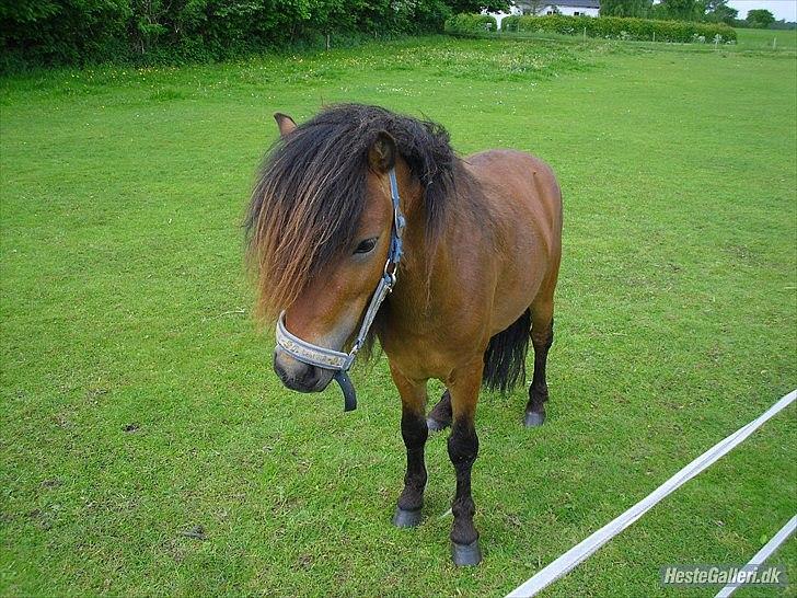 Shetlænder Candy<3 billede 6