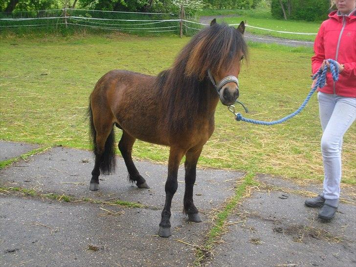 Shetlænder Candy<3 - Velkommen til Cansys profil<3 håber du ligger en kommentar & bedømmelse =] billede 1
