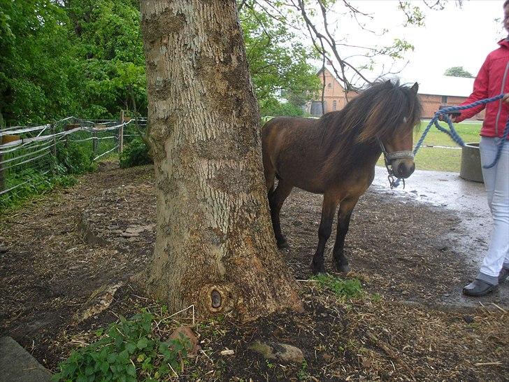 Shetlænder Candy<3 billede 7