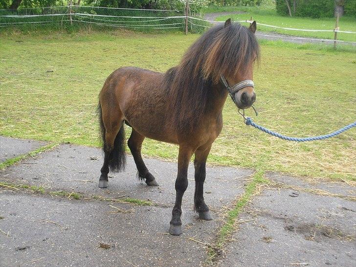 Shetlænder Candy<3 billede 8