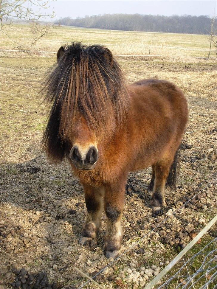 Shetlænder Candy<3 - Candy i vinters<3 billede 9