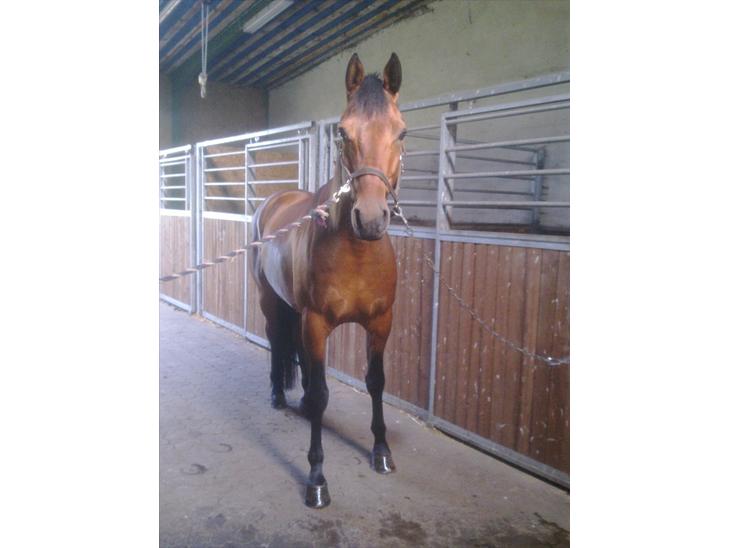 {{currentPhoto.altText}} billede {{currentPhoto.number}}