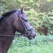 New Forest Skovbo Ares 4