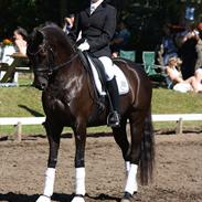 Trakehner Hertzlich Grønvang