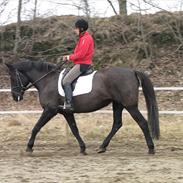 Anden særlig race Mira