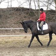 Anden særlig race Mira