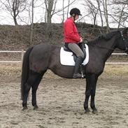 Anden særlig race Mira