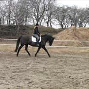 Anden særlig race Mira