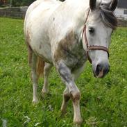 Anden særlig race hanko 