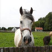 Anden særlig race hanko 