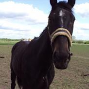 Anden særlig race Rocky (solgt)