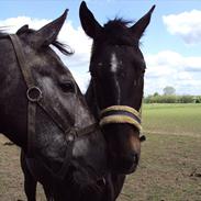Anden særlig race Rocky (solgt)