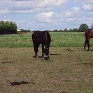 Anden særlig race Rocky (solgt)