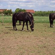 Anden særlig race Rocky (solgt)