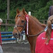 Anden særlig race Zeus (himmelhest) <3..