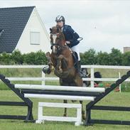 Welsh Pony (sec B) ulan (røde<3)