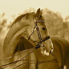 Hannoveraner Baron Eg